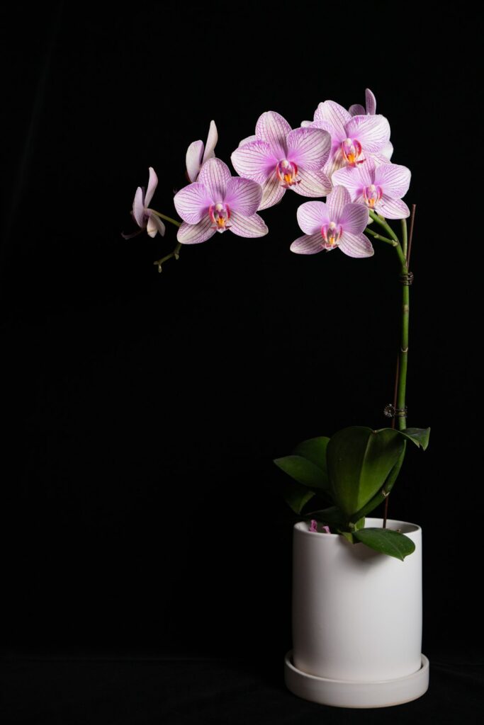 Orquídea Phalaenopsis rosa en maceta sobre fondo oscuro
