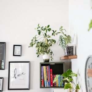 Plantas de interior en un espacio contemporáneo